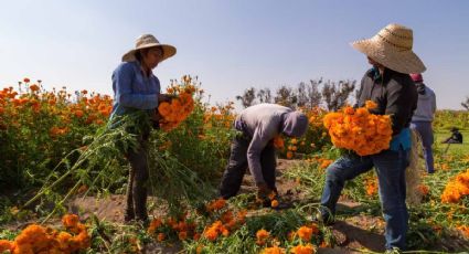 Leyendas románticas de México: ¿Conoces la historia de la flor de cempasúchil?