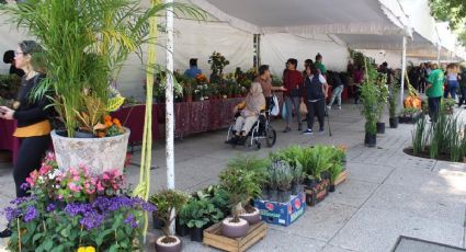 Anuncian Festival de las Flores de Otoño 2022 en CDMX con lo mejor de la temporada