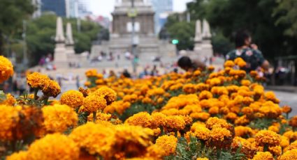 CDMX se inunda de cempasúchil: ¿en qué vialidades puedes disfrutar de esta flor?