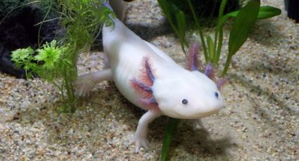 La Noche del Axolotl celebrará el Día de Muertos con temazcal y ajolotes de peluche