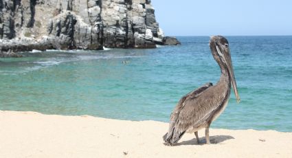 Cuáles son las playas cerradas al turismo y la pesca en Oaxaca por derrame de crudo