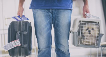 Tips viajeros: qué necesitas para hacer un viaje en avión con tu mascota