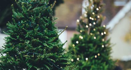 5 lugares donde comprar el árbol de Navidad en un viaje cerca de CDMX