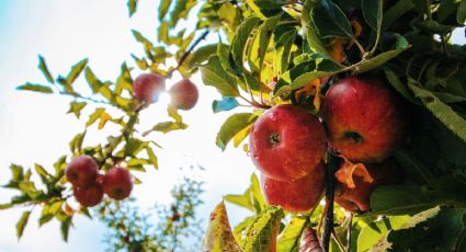 Dónde está el árbol de la manzana de Newton que puedes conocer