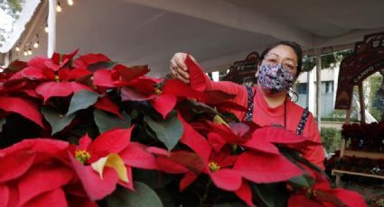 ¡Vamos a Xochimilco! Arranca la venta de flores de Nochebuena para Navidad