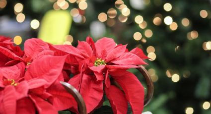 De viaje por la CDMX: Lugares donde podrás comprar flores de Nochebuena para Navidad