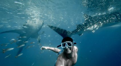 ¿Una cita diferente? El acuario de México para nadar y dormir con tiburones este 14 de febrero