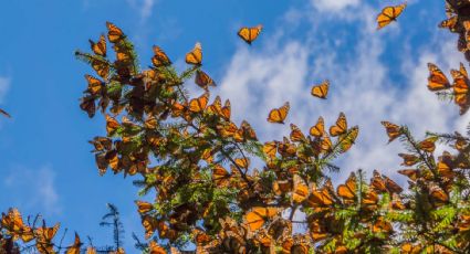 Santuarios del Estado de México para ver a las mariposas monarca