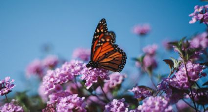 Santuarios de Michoacán para conocer a las bellas Mariposas Monarca