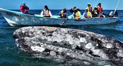 3 santuarios imperdibles de Baja California Sur para ver a las ballenas grises
