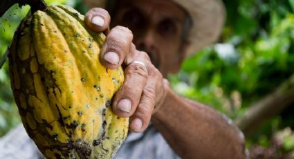 ¿Antojo? Disfruta de las actividades del Festival del Chocolate 2022 en Tabasco