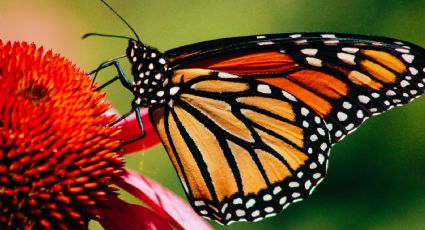 ¡Ya están aquí! Las primeras mariposas monarca llegan a los santuarios mexicanos