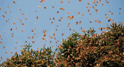 ¿Cuánto cuesta el viaje para ver a las mariposas monarca en Michoacán?