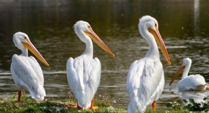 Ya están en CDMX: Dónde disfrutar de la belleza de los pelícanos blancos