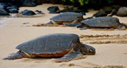 Semarnat anuncia dos nuevos santuarios de tortugas marinas en playas de Oaxaca