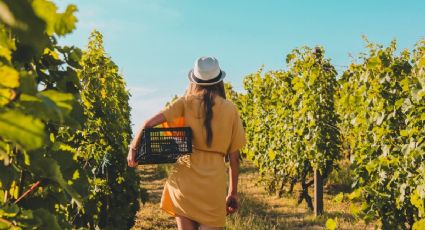 6 destinos mexicanos para viajar por una copa de vino