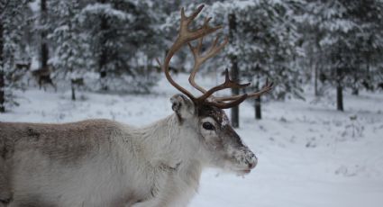 ¿Por qué los renos son los animales más representativos de la Navidad?