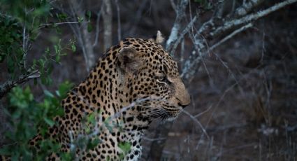 Aventura nocturna: Africam Safari abre recorridos de noche por tiempo limitado