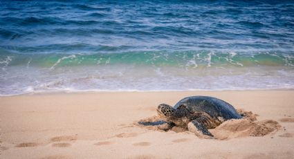 Las 17 playas declaradas como Áreas Naturales Protegidas para preservar a las tortugas marinas