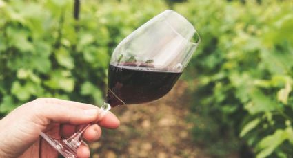 ¿Viajero amante del vino? Sectur presenta el catálogo de rutas y productos enoturísticos