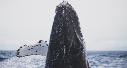 Temporada de ballenas 2023: consejos para disfrutar del espectáculo natural