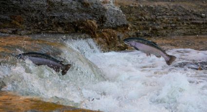 Salto del salmón, un hermoso espectáculo que debes admirar en Toronto