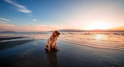 El Hachiko playero, la triste historia del perrito que espera a su dueño en la playa