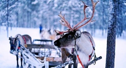 El Bosque de Aragón se llenará de magia con un Día de Campo Navideño: Fecha y horario