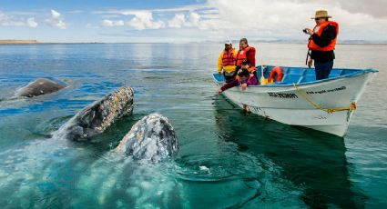 Cuánto cuesta viajar a Baja California Sur para ver a la ballena gris