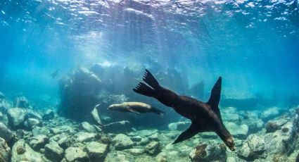 ¿Quieres nadar con lobos marinos? tres lugares en México para hacerlo