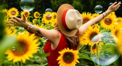 ¿Spots para Instagram? Campos de girasoles en México para tomarte las mejores postales