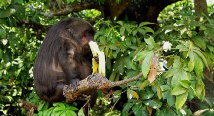 "Isla de los monos", el paraíso natural escondido en Veracruz ¿lo conoces?