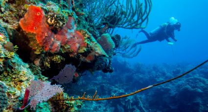 Arrecifes mexicanos: destinos imperdibles para bucear en familia