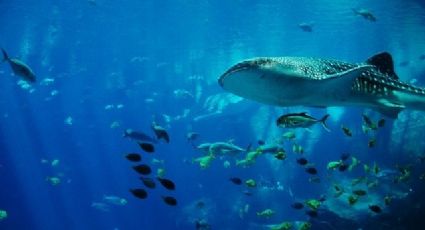 Azotado por huracanes y rodeado de tiburones: conoce el hotel más peligroso del mundo