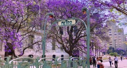 CDMX se llena de jacarandas: cinco lugares donde puedes encontrarlas