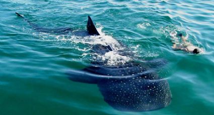 Consejos para nadar con el tiburón ballena y disfrutar la experiencia al máximo