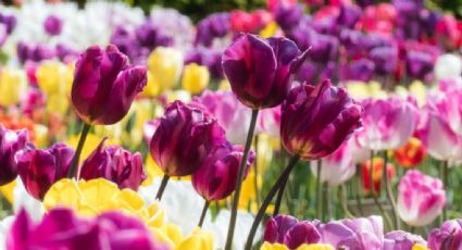 Keukenhof, el paraíso de los tulipanes en Holanda para decir ¡bendita primavera!