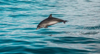 Nado con delfines, el atractivo ideal en Cancún para visitar con niños