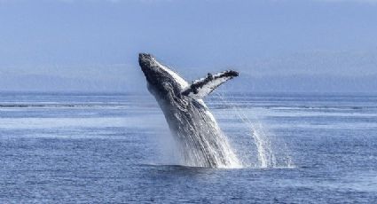 Los cinco mejores lugares del mundo para avistar ballenas