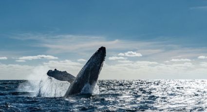 3 consejos que debes saber para el avistamiento de ballenas en Baja California