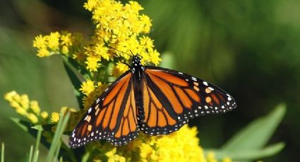 3 santuarios de la Mariposa Monarca para visitar en Michoacán