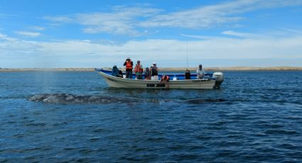 Temporada de ballenas: tres sitios para verlas en México este 2022