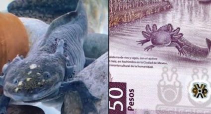 Axolotitlán, el museo que alberga a 'La Gorda', el ajolote del billete de 50 pesos