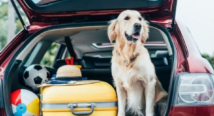 Viaje en carretera: Trucos fáciles para irte de vacaciones con tu mascota sin sufrir en el intento