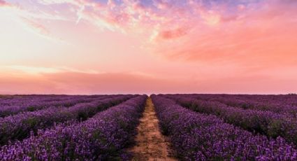 ¡Llega la primavera! Descubre los campos de lavanda que puedes recorrer en bicicleta