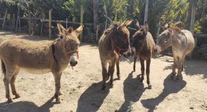 Burrolandia, el santuario perfecto para visitar con niños en el Estado de México