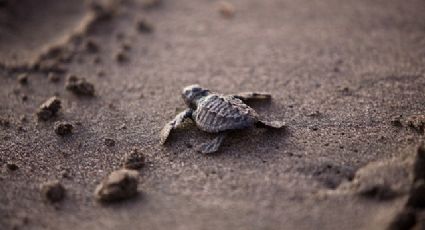 Cuatro mejores lugares de México para liberar tortugas marinas