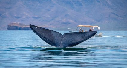 Loreto, el Pueblo Mágico perfecto para el avistamiento de ballenas en México