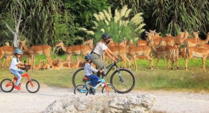 ¡A pedalear! Así puedes recorrer Africam Safari en bicicleta y disfrutar de la vida salvaje