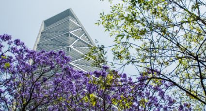 Primavera CDMX: 7 trucos para tomarte fotos como un experto junto a las jacarandas